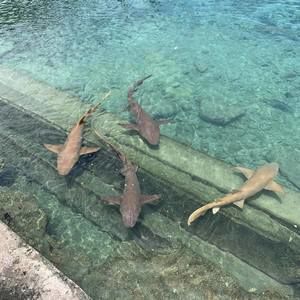 Meet your Posher, Travis